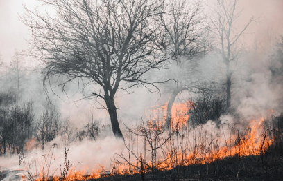 Scorched tree standing in middle of fire